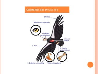 Adaptações das aves ao voo 