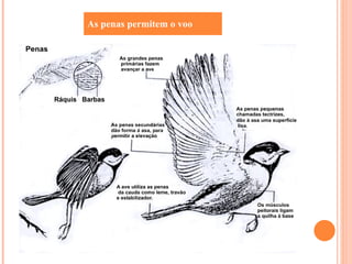 As penas permitem o voo 