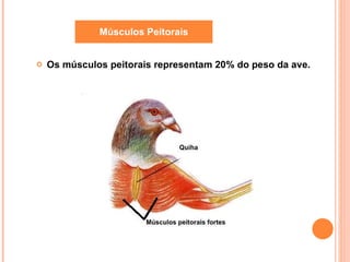 Os músculos peitorais representam 20% do peso da ave. Músculos Peitorais 