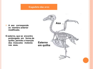 A  asa  corresponde  ao  membro anterior  modificado. O esterno, que se  encontra prolongado  em  forma de  quilha, permite a inserção  dos  músculos  motores  nas  asas. Esqueleto das aves 