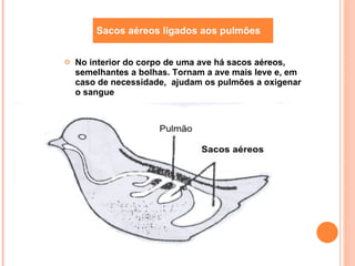 No interior do corpo de uma ave há sacos aéreos, semelhantes a bolhas. Tornam a ave mais leve e, em caso de necessidade,  ajudam os pulmões a oxigenar o sangue Sacos aéreos ligados aos pulmões 