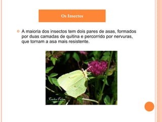 A maioria dos insectos tem dois pares de asas, formados por duas camadas de quitina e percorrido por nervuras, que tornam a asa mais resistente. Os Insectos 
