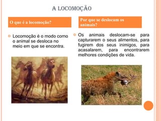 A LOCOMOÇÃO Locomoção é o modo como o animal se desloca no meio em que se encontra. Os animais deslocam-se para capturarem o seus alimentos, para fugirem dos seus inimigos, para acasalarem, para encontrarem melhores condições de vida. O que é a locomoção? Por que se deslocam os animais? 