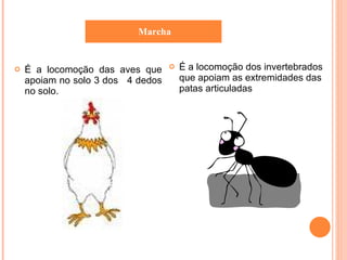 É a locomoção das aves que apoiam no solo 3 dos  4 dedos no solo. É a locomoção dos invertebrados que apoiam as extremidades das patas articuladas Marcha 