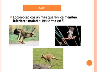 Locomoção dos animais que têm os  membro inferiores   maiores   em  forma de Z Salto 