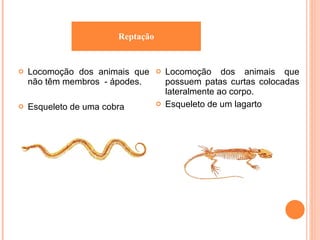 Locomoção dos animais que não têm membros  - ápodes. Esqueleto de uma cobra Locomoção dos animais que possuem patas curtas colocadas lateralmente ao corpo. Esqueleto de um lagarto Reptação 
