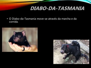 DIABO-DA-TASMANIA
• O Diabo-da-Tasmania move-se através da marcha e da
corrida.