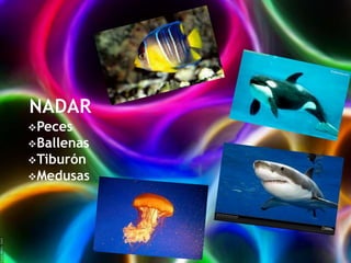 Peces

Ballenas
Tiburón
Medusas

 
