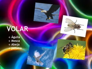 Águila
 Mosca
 Abeja
 paloma


 