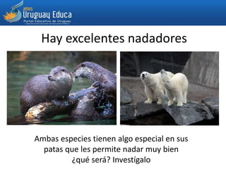 Hay excelentes nadadores
Ambas especies tienen algo especial en sus
patas que les permite nadar muy bien
¿qué será? Investígalo
