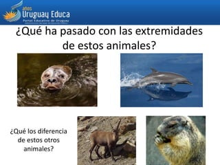 ¿Qué ha pasado con las extremidades
de estos animales?
¿Qué los diferencia
de estos otros
animales?
