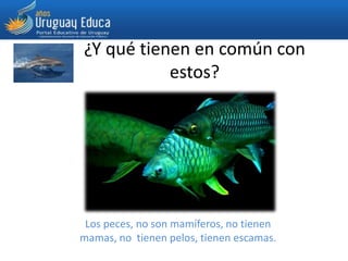 ¿Y qué tienen en común con
estos?
Los peces, no son mamíferos, no tienen
mamas, no tienen pelos, tienen escamas.