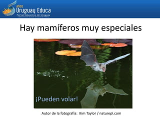 Hay mamíferos muy especiales
¡Pueden volar!
Autor de la fotografía: Kim Taylor / naturepl.com