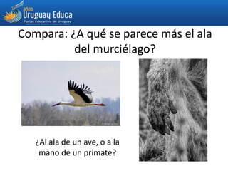 Compara: ¿A qué se parece más el ala
del murciélago?
¿Al ala de un ave, o a la
mano de un primate?