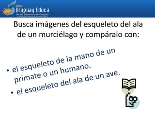 Busca imágenes del esqueleto del ala
de un murciélago y compáralo con:
