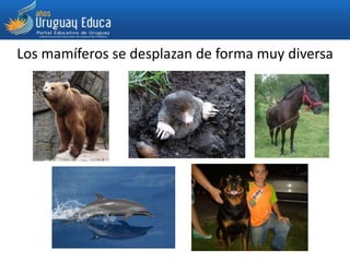 Los mamíferos se desplazan de forma muy diversa