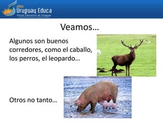 Veamos…
Algunos son buenos
corredores, como el caballo,
los perros, el leopardo…
Otros no tanto…