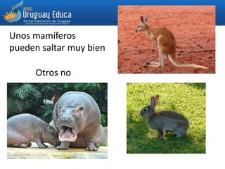 Unos mamíferos
pueden saltar muy bien
Otros no