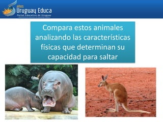 Compara estos animales
analizando las características
físicas que determinan su
capacidad para saltar