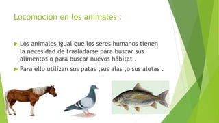 Locomoción en los animales :
 Los animales igual que los seres humanos tienen
la necesidad de trasladarse para buscar sus
alimentos o para buscar nuevos hábitat .
 Para ello utilizan sus patas ,sus alas ,o sus aletas .
 