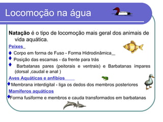 Locomoção na água
Natação é o tipo de locomoção mais geral dos animais de
vida aquática.
Peixes
Corpo em forma de Fuso - Forma Hidrodinâmica
Posição das escamas - da frente para trás
Barbatanas pares (peitorais e ventrais) e Barbatanas ímpares
(dorsal ,caudal e anal )
Aves Aquáticas e anfíbios
Membrana interdigital - liga os dedos dos membros posteriores
Mamíferos aquáticos
Forma fusiforme e membros e cauda transformados em barbatanas
 