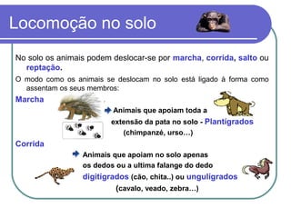 Locomoção no solo
No solo os animais podem deslocar-se por marcha, corrida, salto ou
reptação.
O modo como os animais se deslocam no solo está ligado à forma como
assentam os seus membros:
Marcha
Animais que apoiam toda a
extensão da pata no solo - Plantígrados
(chimpanzé, urso…)
Corrida
Animais que apoiam no solo apenas
os dedos ou a ultima falange do dedo
digitígrados (cão, chita..) ou ungulígrados
(cavalo, veado, zebra…)
 