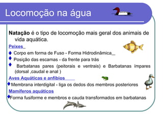 Locomoção na água Natação  é o tipo de locomoção mais geral dos animais de vida aquática. Peixes   Corpo em forma de Fuso - Forma Hidrodinâmica   Posição das escamas   -   da frente para trás  Barbatanas pares (peitorais e ventrais) e Barbatanas ímpares (dorsal ,caudal e anal ) Aves Aquáticas e anfíbios  Membrana interdigital -   liga   os dedos dos membros posteriores Mamíferos aquáticos Forma fusiforme e membros e cauda transformados em barbatanas 