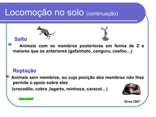 Locomoção no solo  (continuação) Salto  Animais com os membros posteriores em forma de Z e maiores que os anteriores (gafanhoto, canguru, coelho…) Reptação Animais sem membros, ou cuja posição dos membros não lhes permite o apoio sobre eles (crocodilo, cobra ,lagarto, minhoca, caracol…) Sines 2007 