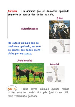 Corrida - Há animais que se deslocam apoiando somente as pontas dos dedos no solo. 
(cão) 
(Digitígrados) 
Há outros animais que se 
deslocam apoiando, no solo, 
as pontas dos dedos prote- 
gidas por um casco. 
Ungulígrados 
(cavalo) 
NOTA Todos estes animais quanto menos assentarem as pontas dos pés (patas) no chão mais velocidade ganham.  