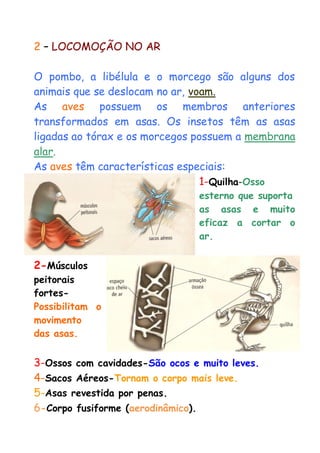 2 – LOCOMOÇÃO NO AR 
O pombo, a libélula e o morcego são alguns dos animais que se deslocam no ar, voam. 
As aves possuem os membros anteriores transformados em asas. Os insetos têm as asas ligadas ao tórax e os morcegos possuem a membrana alar. 
As aves têm características especiais: 
1-Quilha-Osso 
esterno que suporta 
as asas e muito eficaz a cortar o ar. 
2-Músculos 
peitorais fortes- Possibilitam o movimento das asas. 
3-Ossos com cavidades-São ocos e muito leves. 
4-Sacos Aéreos-Tornam o corpo mais leve. 
5-Asas revestida por penas. 
6-Corpo fusiforme (aerodinâmico).  