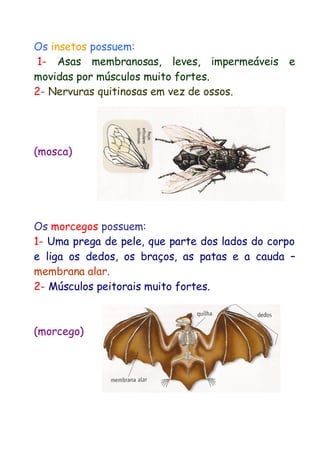 Os insetos possuem: 
1- Asas membranosas, leves, impermeáveis e movidas por músculos muito fortes. 
2- Nervuras quitinosas em vez de ossos. 
(mosca) 
Os morcegos possuem: 
1- Uma prega de pele, que parte dos lados do corpo e liga os dedos, os braços, as patas e a cauda – membrana alar. 
2- Músculos peitorais muito fortes. 
(morcego) 
 
