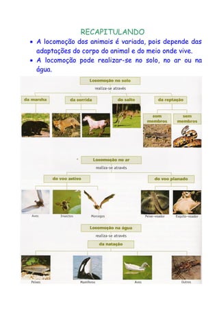 RECAPITULANDO 
 A locomoção dos animais é variada, pois depende das adaptações do corpo do animal e do meio onde vive. 
 A locomoção pode realizar-se no solo, no ar ou na água. 
