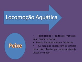 Barbatanas ( peitorais, ventrais, anal, caudal e dorsal) Forma hidrodinâmica – fusiforme As escamas encontram-se viradas para trás cobertas por uma substancia viscosa – muco. 