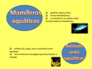 golfinho, baleia e foca. forma hidrodinâmica os membros e as caudas estão transformados em barbatanas. anfíbios (rã, sapo), aves e mamíferos semi-aquáticos têm membrana interdigital para lhes facilitar a natação. 