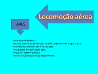 AVES Forma aerodinâmica Corpo coberto de penas que são leves, impermeáveis à água e ao ar. Membros anteriores em forma de asas Esqueleto leve com ossos ocos. Quilha – esterno saliente. Músculos peitorais muito desenvolvidos. 