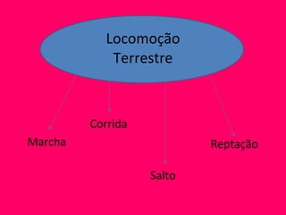 Locomoção Terrestre Marcha Corrida Salto Reptação 