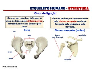 Prof. Simone Maia
Os ossos do braço se unem ao tórax
pela cintura escapular (ombro),
formada pela escápula e pela
clavícula.
ílio
Pelve
sacro
cóccix
púbis
clavícula
úmero
(osso do braço)
escápula
Os ossos dos membros inferiores se
unem ao tronco pela cintura pélvica ,
formada pelos ossos coxais e pelo
sacro.
Cintura escapular (ombro)
Ossos de ligação
esqueleto humano - estrutura
 