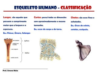 Prof. Simone Maia
Longos: são aqueles que
possuem o comprimento
maior que a largura e a
espessura.
Ex.: Fêmur, Úmero, falanges
Curtos: possui todas as dimensões
com aproximadamente o mesmo
tamanho.
Ex.: ossos do carpo e do tarso.
Chatos: são ossos finos e
achatados.
Ex.: Ossos do crânio,
costelas, escápula.
esqueleto humano – classificação
 