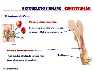 Prof. Simone Maia
Medula óssea vermelha:
Tecido responsável pela formação
de novas células sanguíneas;
Medula óssea amarela:
Não produz células do sangue mas
serve de reserva de gordura;
Estrutura do Osso
Periósteo
O esqueleto humano - constituição
 