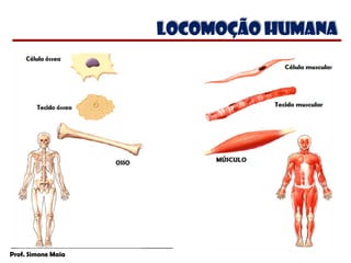 Prof. Simone Maia
Locomoção humana
 
