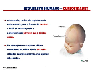 Prof. Simone Maia
A fontanela, conhecida popularmente
como moleira, tem a função de auxiliar
o bebê na hora do parto e
posteriormente permitir que o cérebro
cresça.
Ela existe porque as quatro tábuas
formadoras do crânio ainda não estão
soldadas quando nascemos, mas apenas
sobrepostas.
esqueleto humano – CURIOSIDADES
 
