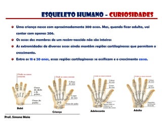 Prof. Simone Maia
Uma criança nasce com aproximadamente 300 ossos. Mas, quando ficar adulta, vai
contar com apenas 206.
Os ossos dos membros de um recém-nascido não são inteiros
As extremidades de diversos ossos ainda mantêm regiões cartilaginosas que permitem o
crescimento.
Entre os 18 e 20 anos, essas regiões cartilaginosas se ossificam e o crescimento cessa.
Criança Adolescente Adulto
Bebê
esqueleto humano – CURIOSIDADES
 