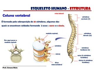 Prof. Simone Maia
vista lateral
vértebras
cervicais (7)
vértebras
dorsais (12)
vértebras
lombares (5)
sacro (5 vértebras
fundidas)
cóccix (4 vértebras
fundidas)
Coluna vertebral
É formada pela sobreposição de 33 vértebras, algumas das
quais se encontram soldadas formando 2 ossos : sacro e o cóccix.
Por aqui passa a
medula espinal.
disco
intervertebral
vértebra
medula espinal.
nervo
esqueleto humano - estrutura
 