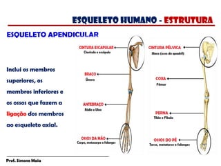 Prof. Simone Maia
Inclui os membros
superiores, os
membros inferiores e
os ossos que fazem a
ligação dos membros
ao esqueleto axial.
ESQUELETO APENDICULAR
esqueleto humano - estrutura
 