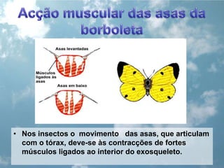 Acção muscular das asas da borboletaNos insectos o  movimento   das asas, que articulam com o tórax, deve-se às contracções de fortes músculos ligados ao interior do exosqueleto.