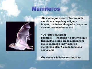 MamíferosOs morcegos desenvolveram uma membrana de pele que liga os braços, os dedos alongados, as patas e a cauda – membrana alar. Os fortes músculos peitorais,     inseridas no esterno, que tem quilha, e nos braços, permitem que o  morcego  movimente a membrana alar. A cauda funciona como leme.Os ossos são leves e compacto.