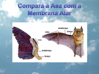 Compara a Asa com a Membrana Alar