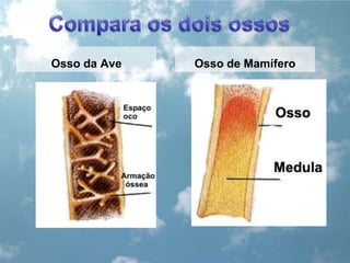 Compara os dois ossosOsso da AveOsso de Mamífero