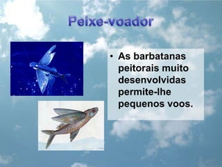 Peixe-voadorAs barbatanas peitorais muito desenvolvidas permite-lhe pequenos voos.