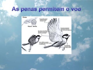 As penas permitem o voo